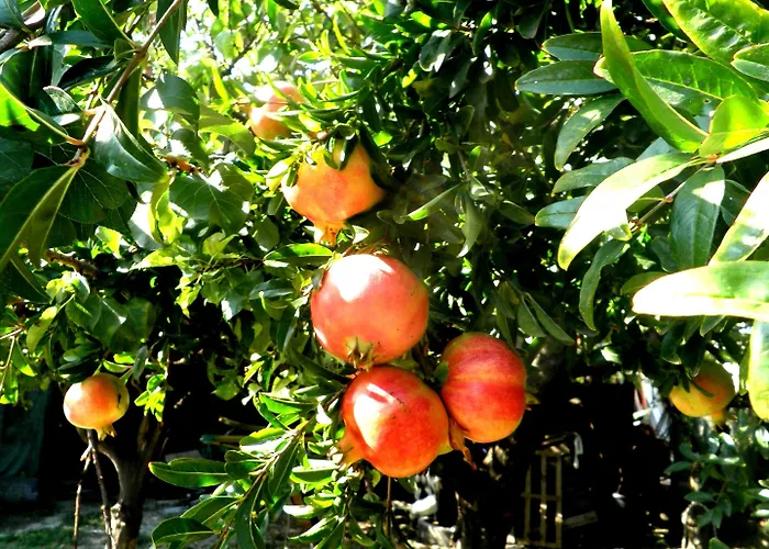 Bed & Breakfast Rocla 4*